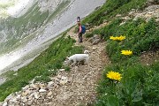 31 Doronico dei macereti (Doronicum grandiflorum)